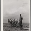Young Negro farmer working on the field of Mr. Miller's farm. Mr. Miller is the only Negro farmer on Rumsey Hill, submarginal farm area near Erin, New York.