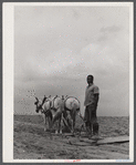 Young Negro farmer working on the field of Mr. Miller's farm. Mr. Miller is the only Negro farmer on Rumsey Hill, submarginal farm area near Erin, New York.