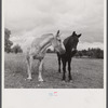 Horses in field along Route 79, two miles east of Mecklenburg, New York.