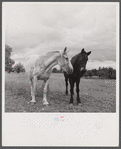 Horses in field along Route 79, two miles east of Mecklenburg, New York.