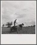 Farmer spreading manure near Odessa, New York.
