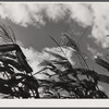 Corn blowing in the wind on a farm near Suffield, Connecticut.