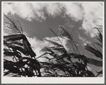 Corn blowing in the wind on a farm near Suffield, Connecticut.