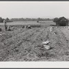 Potatoes and corn also grown on the farm of Andrew Lyman, Polish tobacco farmer and FSA (Farm Security Administration) client near Windsor Locks, Connecticut.