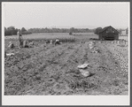 Potatoes and corn also grown on the farm of Andrew Lyman, Polish tobacco farmer and FSA (Farm Security Administration) client near Windsor Locks, Connecticut.
