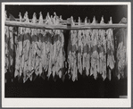 Tobacco hanging in a barn on a farm near Suffield, Connecticut.