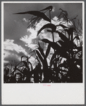 Corn blowing in the wind near Suffield, Connecticut.
