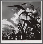 Corn blowing in the wind near Suffield, Connecticut.
