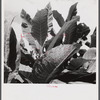 Leaves of tobacco in a field near Warehouse Point, Connecticut.