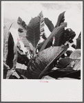 Leaves of tobacco in a field near Warehouse Point, Connecticut.