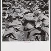 Leaves of tobacco in a field near Warehouse Point, Connecticut.
