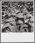 Leaves of tobacco in a field near Warehouse Point, Connecticut.