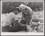Mrs. Louis Saffer and one of her sons. Jewish truck farmers near Branford, Connecticut.