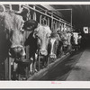 Cows on the farm of Mrs. Dewitt Lasser, FSA (Farm Security Administration) client near Chesire, Connecticut.