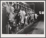 Cows on the farm of Mrs. Dewitt Lasser, FSA (Farm Security Administration) client near Chesire, Connecticut.