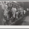 Cows on the farm of Mrs. Dewitt Lasser, FSA (Farm Security Administration) client near Chesire, Connecticut.