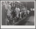 Cows on the farm of Mrs. Dewitt Lasser, FSA (Farm Security Administration) client near Chesire, Connecticut.