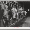 Cows on the farm of Mrs. Dewitt Lasser, FSA (Farm Security Administration) client near Chesire, Connecticut.