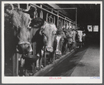Cows on the farm of Mrs. Dewitt Lasser, FSA (Farm Security Administration) client near Chesire, Connecticut.
