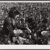 The daughter of Mr. Louis Saffer, Jewish farmer near Branford, Connecticut, picking beans.