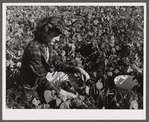 The daughter of Mr. Louis Saffer, Jewish farmer near Branford, Connecticut, picking beans.