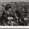 The daughter of Mr. Louis Saffer, Jewish farmer near Branford, Connecticut, picking beans.