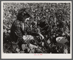 The daughter of Mr. Louis Saffer, Jewish farmer near Branford, Connecticut, picking beans.