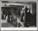 Dumping potatoes into the grader at the Woodman Potato Company. Caribou, Maine.