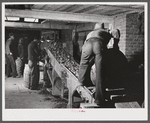Dumping potatoes into the grader at the Woodman Potato Company. Caribou, Maine.