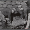 Loading sacked potatoes into freight car for shipment. Woodman Potato Company. Caribou, Maine.