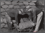 Loading sacked potatoes into freight car for shipment. Woodman Potato Company. Caribou, Maine.