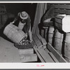 Unloading potatoes into one of the underground bins of the storage barns of the Woodman Potato Comapany. Caribou, Maine.