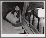 Unloading potatoes into one of the underground bins of the storage barns of the Woodman Potato Comapany. Caribou, Maine.