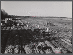 Gathering potatoes of one of the farms off the Woodman Potato Company. On the right a double row tractor is being used. Eleven miles north of Caribou, Maine.