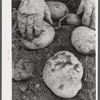 Aroostook potatoes of the Katahdin variety on one of the farms of the Woodman Potato Company near Caribou, Maine,