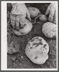 Aroostook potatoes of the Katahdin variety on one of the farms of the Woodman Potato Company near Caribou, Maine,