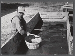 Baskets used for gathering potatoes are dipped in an acid bath as a preventive measure against bacterial wilt and other diseases. On Woodman Potato Company Farm, eleven miles north of Caribou, Maine.