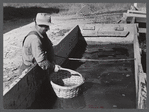 Baskets used for gathering potatoes are dipped in an acid bath as a preventive measure against bacterial wilt and other diseases. On Woodman Potato Company Farm, eleven miles north of Caribou, Maine.