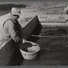 Baskets used for gathering potatoes are dipped in an acid bath as a preventive measure against bacterial wilt and other diseases. On Woodman Potato Company Farm, eleven miles north of Caribou, Maine.