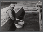 Baskets used for gathering potatoes are dipped in an acid bath as a preventive measure against bacterial wilt and other diseases. On Woodman Potato Company Farm, eleven miles north of Caribou, Maine.