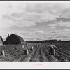 Harvesting potatoes on a small farm six miles north of Caribou, Maine.