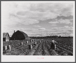 Harvesting potatoes on a small farm six miles north of Caribou, Maine.