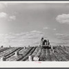 Truck carrying empty barrels back to the fields on one of the farms of the Woodman Potato Company near Caribou, Maine.