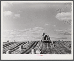 Truck carrying empty barrels back to the fields on one of the farms of the Woodman Potato Company near Caribou, Maine.