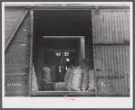 Loading sacks of potatoes into a car of the Bangor and Aroostock Railroad for shipment. Caribou, Maine.