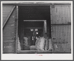 Loading sacks of potatoes into a car of the Bangor and Aroostock Railroad for shipment. Caribou, Maine.