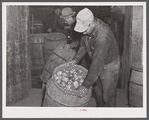 Unloading potatoes at the Woodman Potato Company in Caribou, Maine.