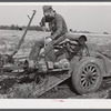 On a tractor-drawn potato digger on a farm near Caribou, Maine.