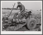 On a tractor-drawn potato digger on a farm near Caribou, Maine.