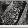 Section of a potato digger in operation (rear) on a farm near Caribou, Maine.